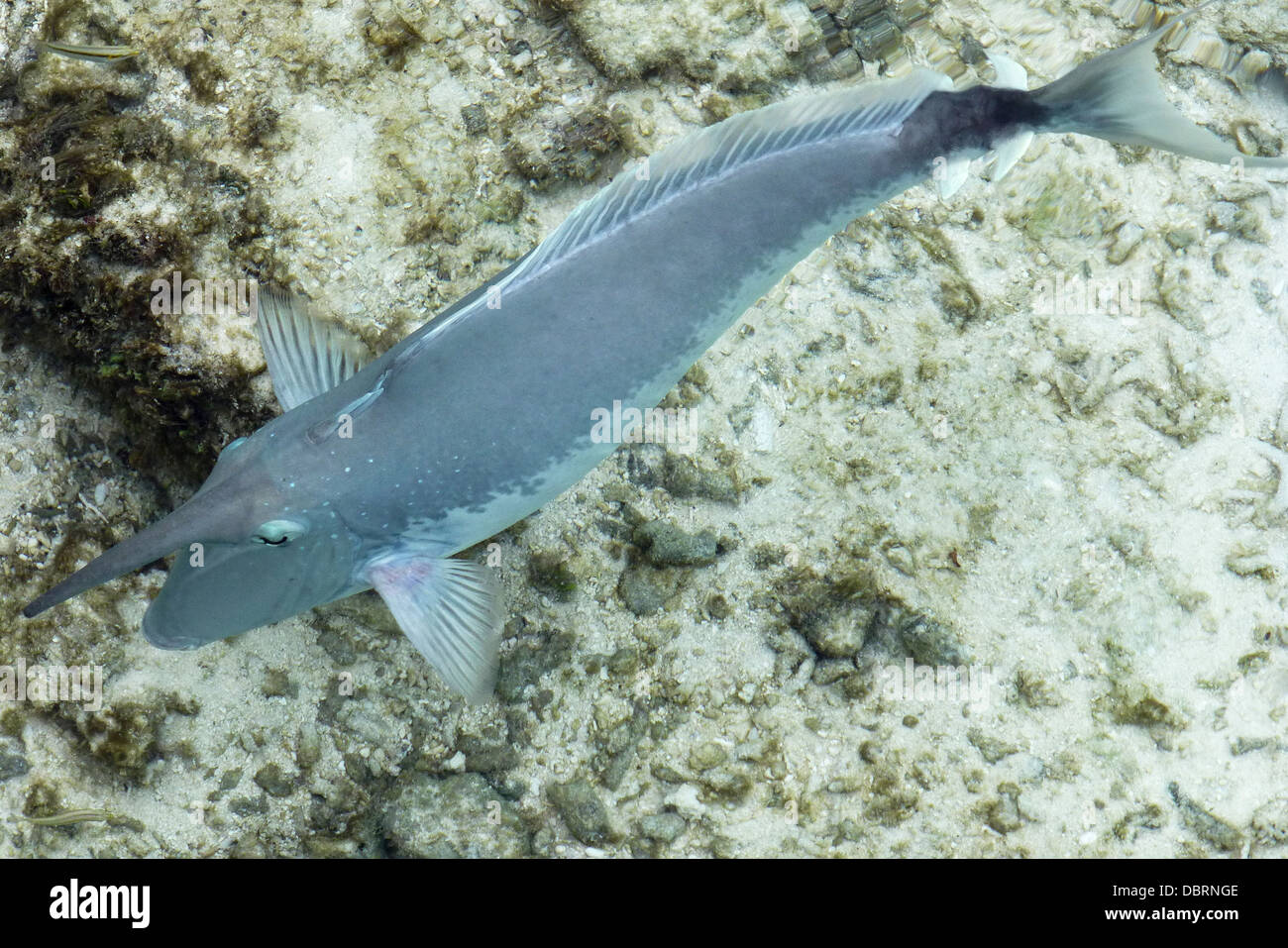 UNICORN FISH IN THE MALDIVES REEF Stock Photo Alamy