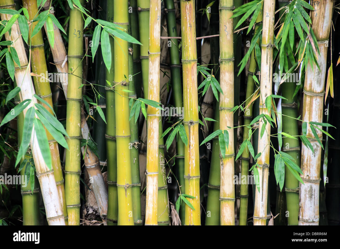 Vietnam bamboo hi-res stock photography and images - Alamy
