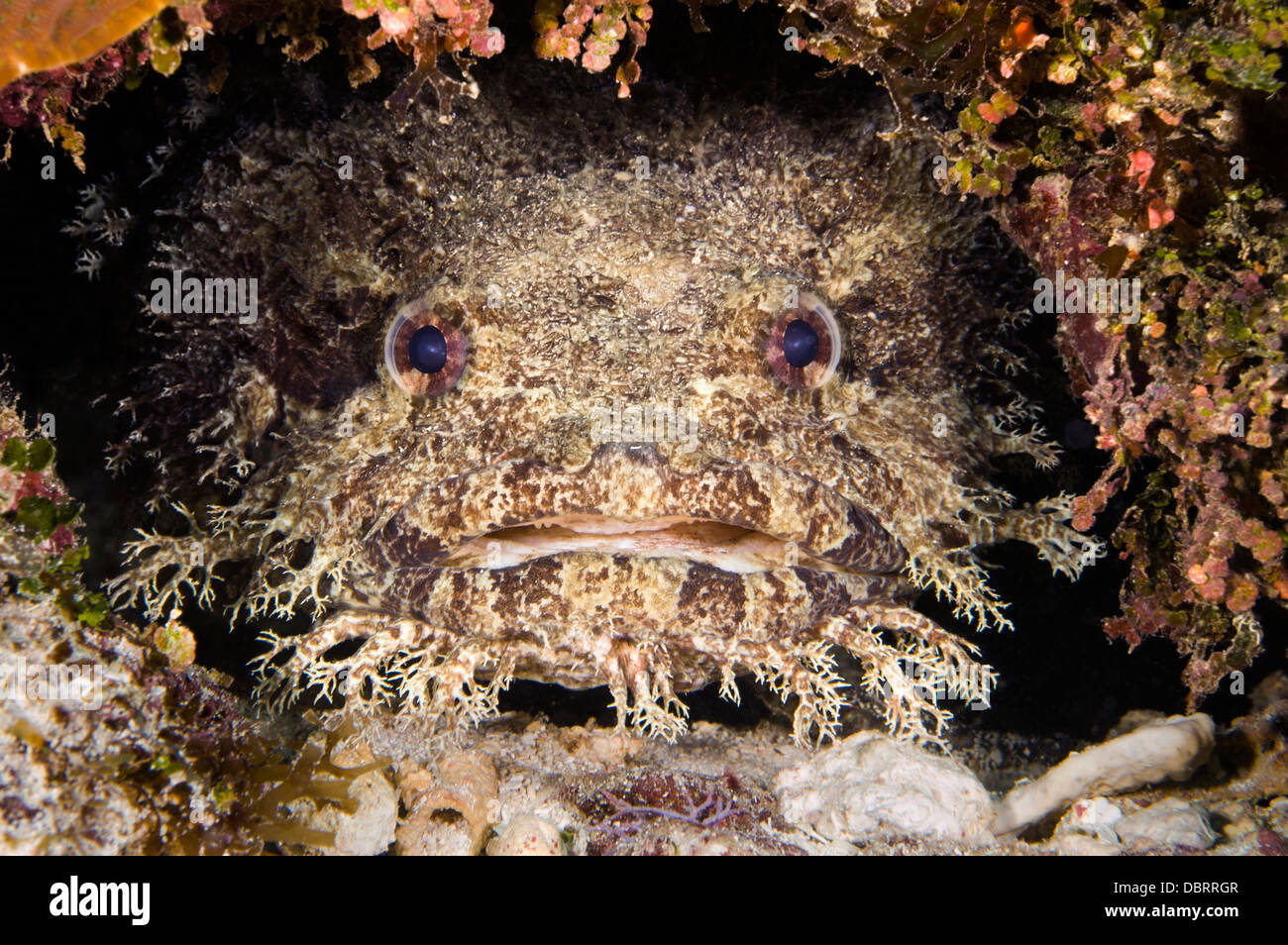 A toad fish in a crevice on a reef in Roatan Honduras. Stock Photo
