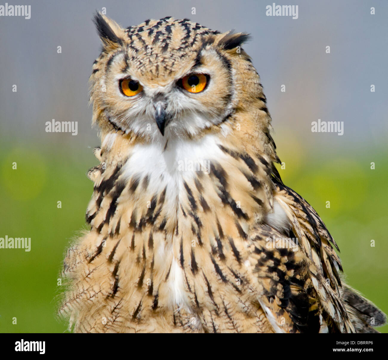 Bengal Eagle Owl Stock Photo