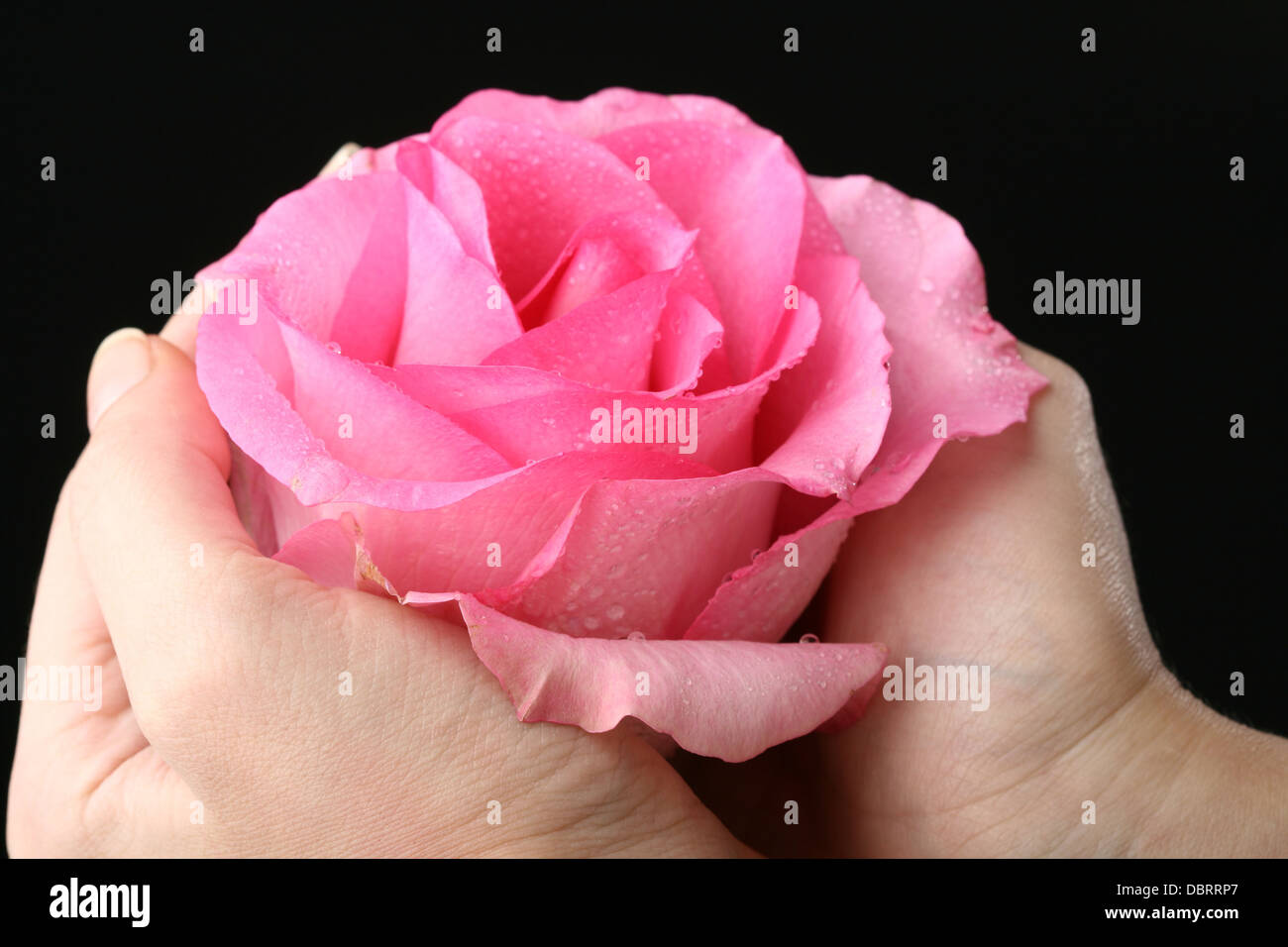 pink rose macro in hands Stock Photo - Alamy