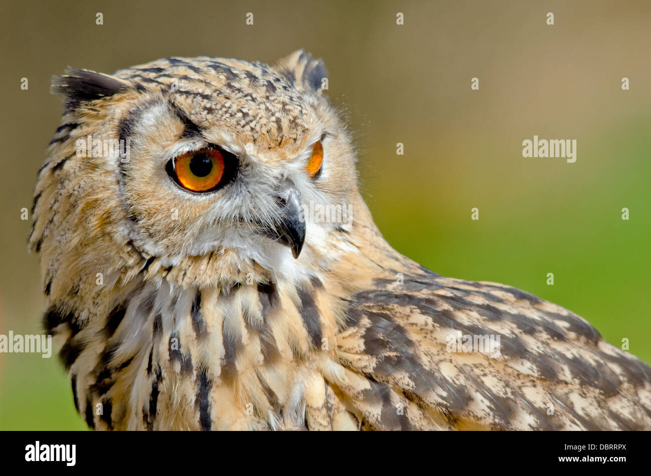 Bengal Eagle Owl Stock Photo