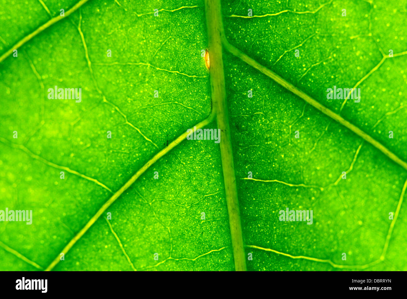 macro green leaf structure background Stock Photo