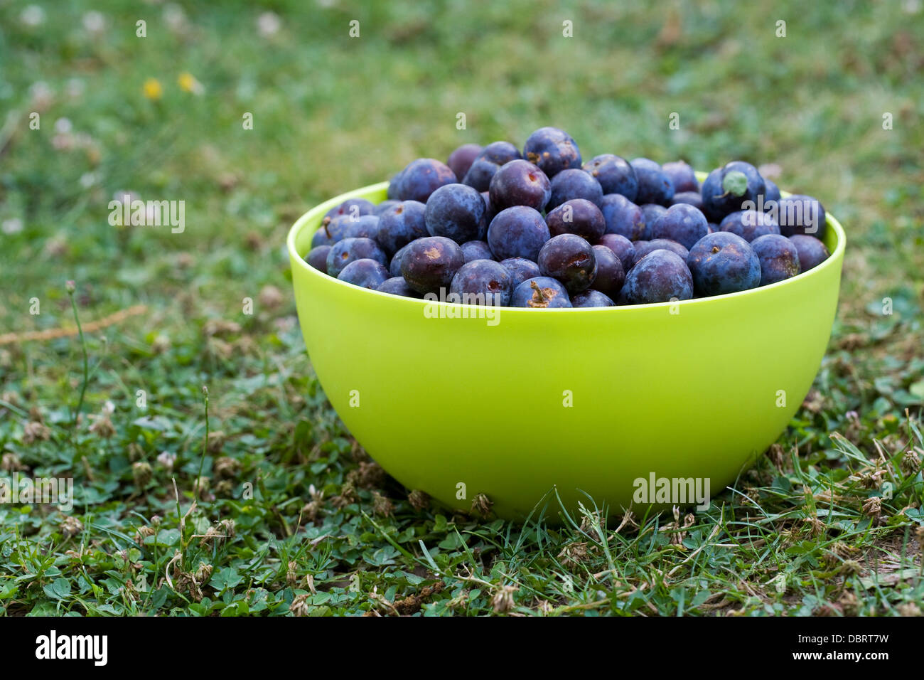 Prunus domestica. Bowl of quetsche plums collected from the orchard. Stock Photo
