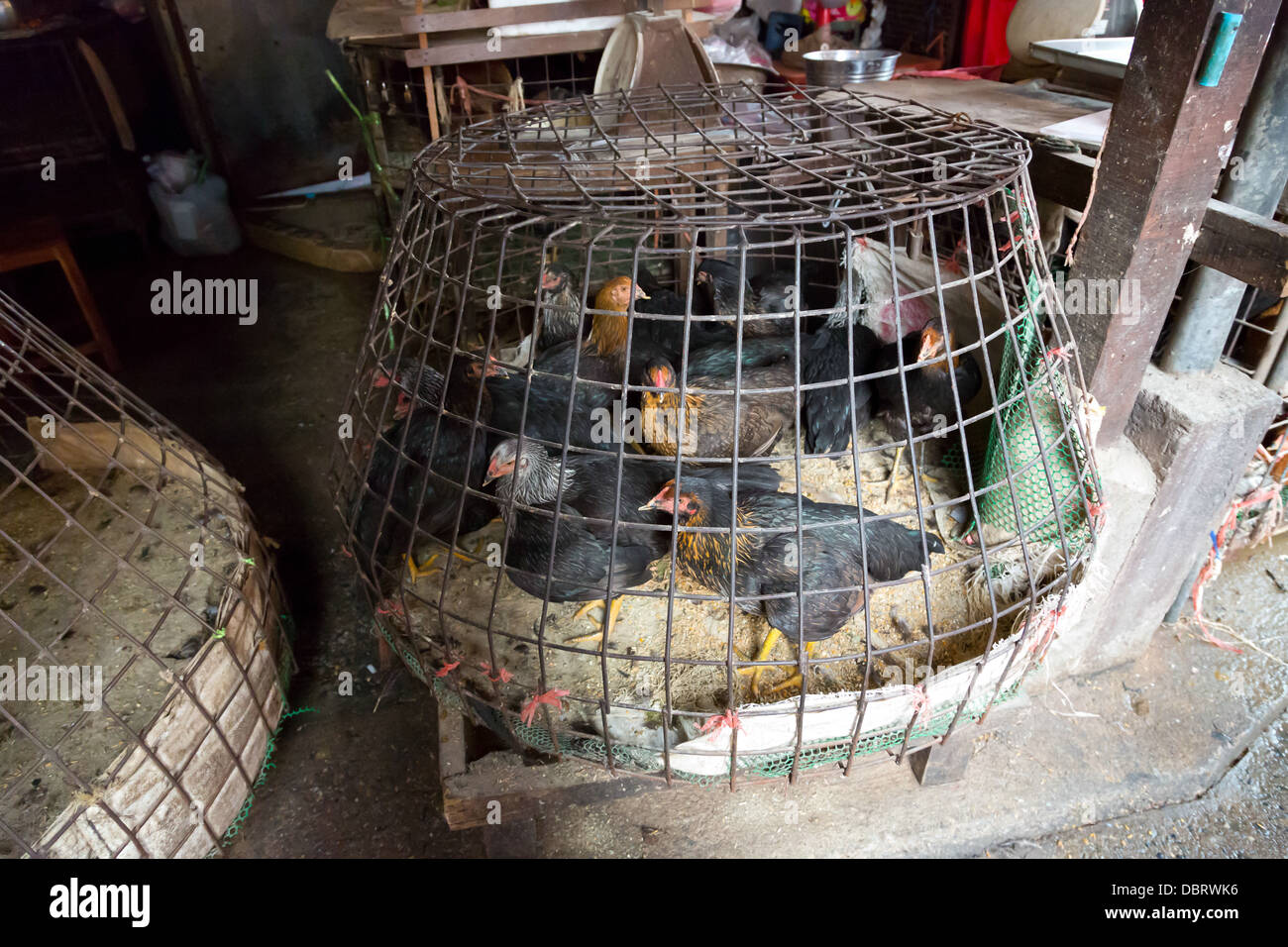 Living Chicken in a Cage on the Klong Toey Market in Bangkok, Thailand Stock Photo