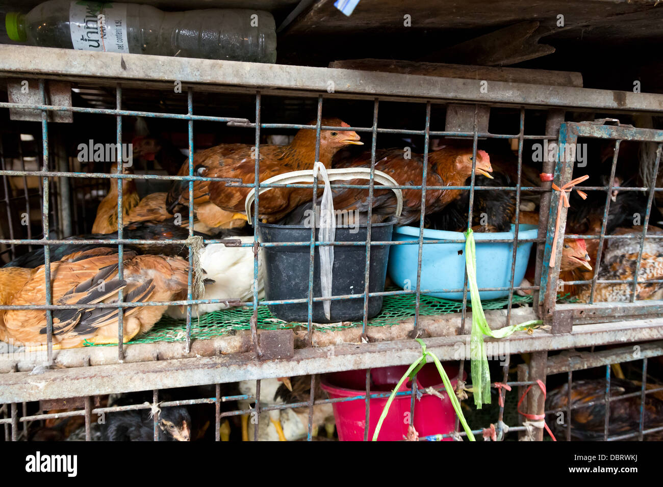 Living Chicken in a Cage on the Klong Toey Market in Bangkok, Thailand Stock Photo