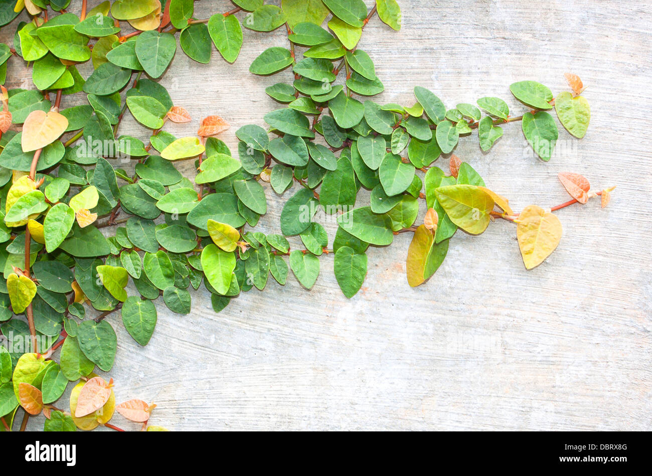 Climbing fig tree and white wall old Stock Photo Alamy