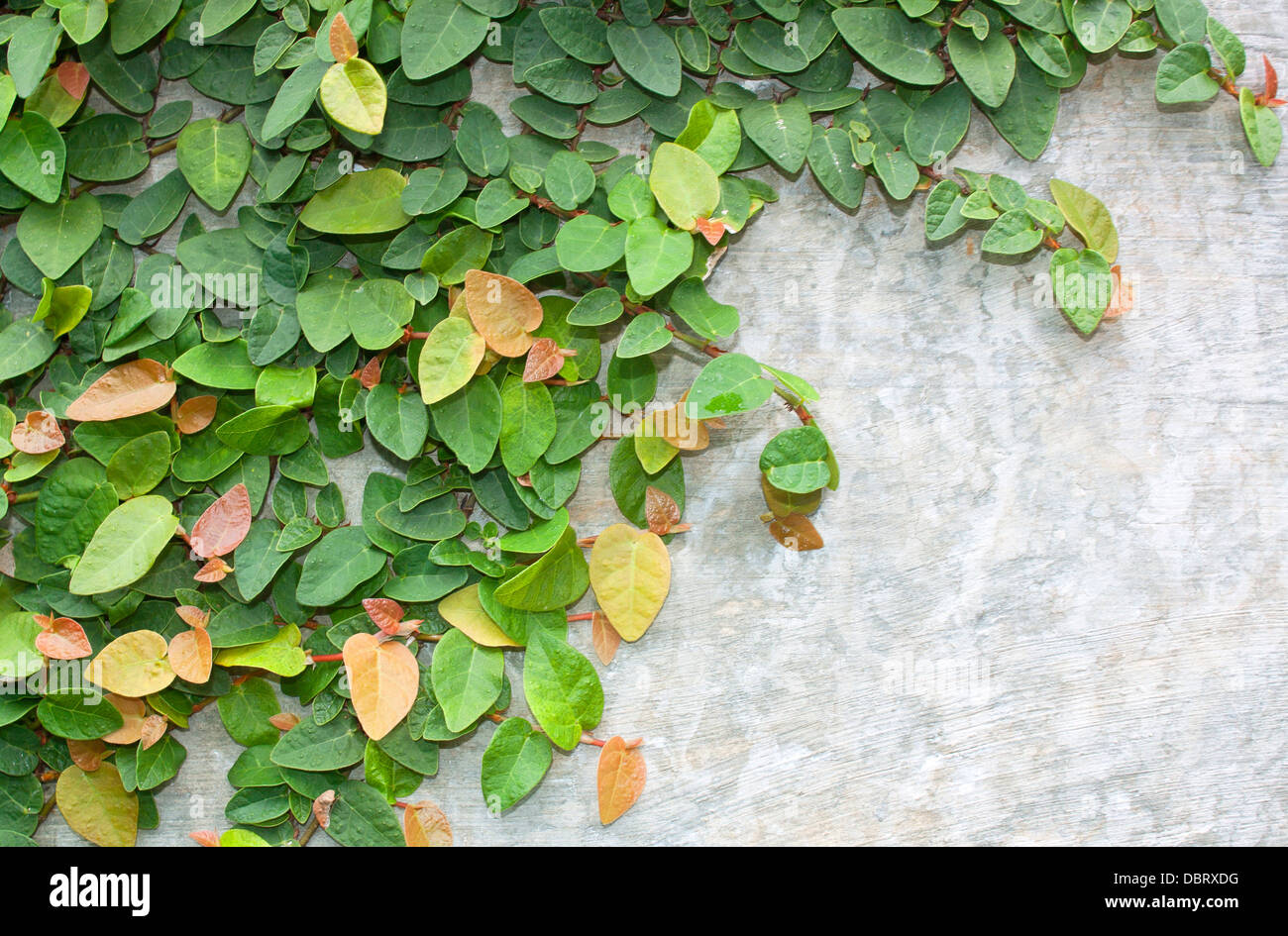 Climbing fig tree and white wall old Stock Photo Alamy