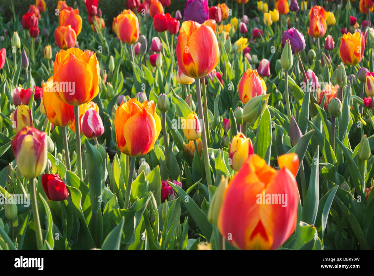 tulips garden amsterdam netherlands vondelpark Stock Photo Alamy