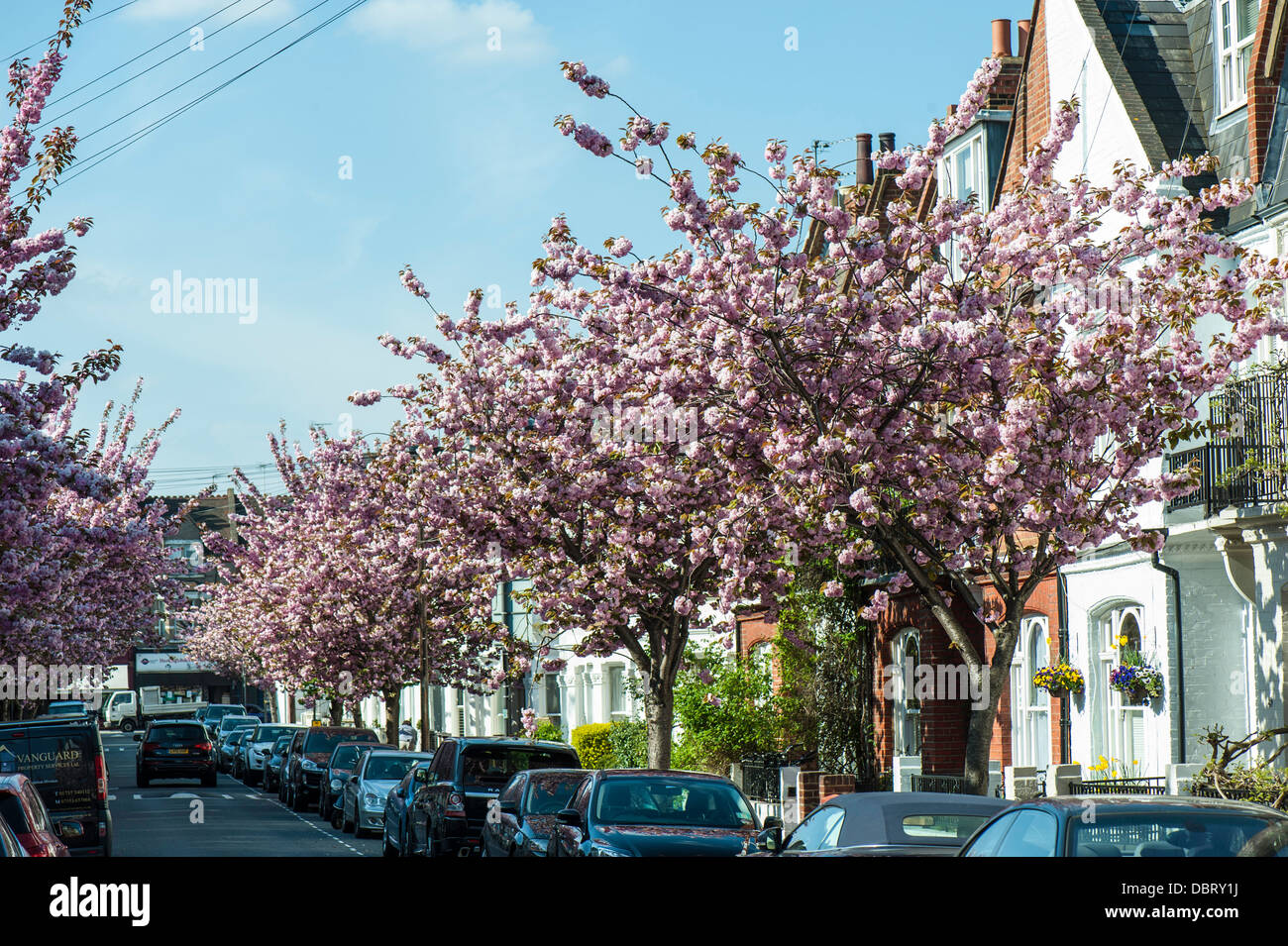 Smart street in spring, Fulham, London, United Kingdom Stock Photo