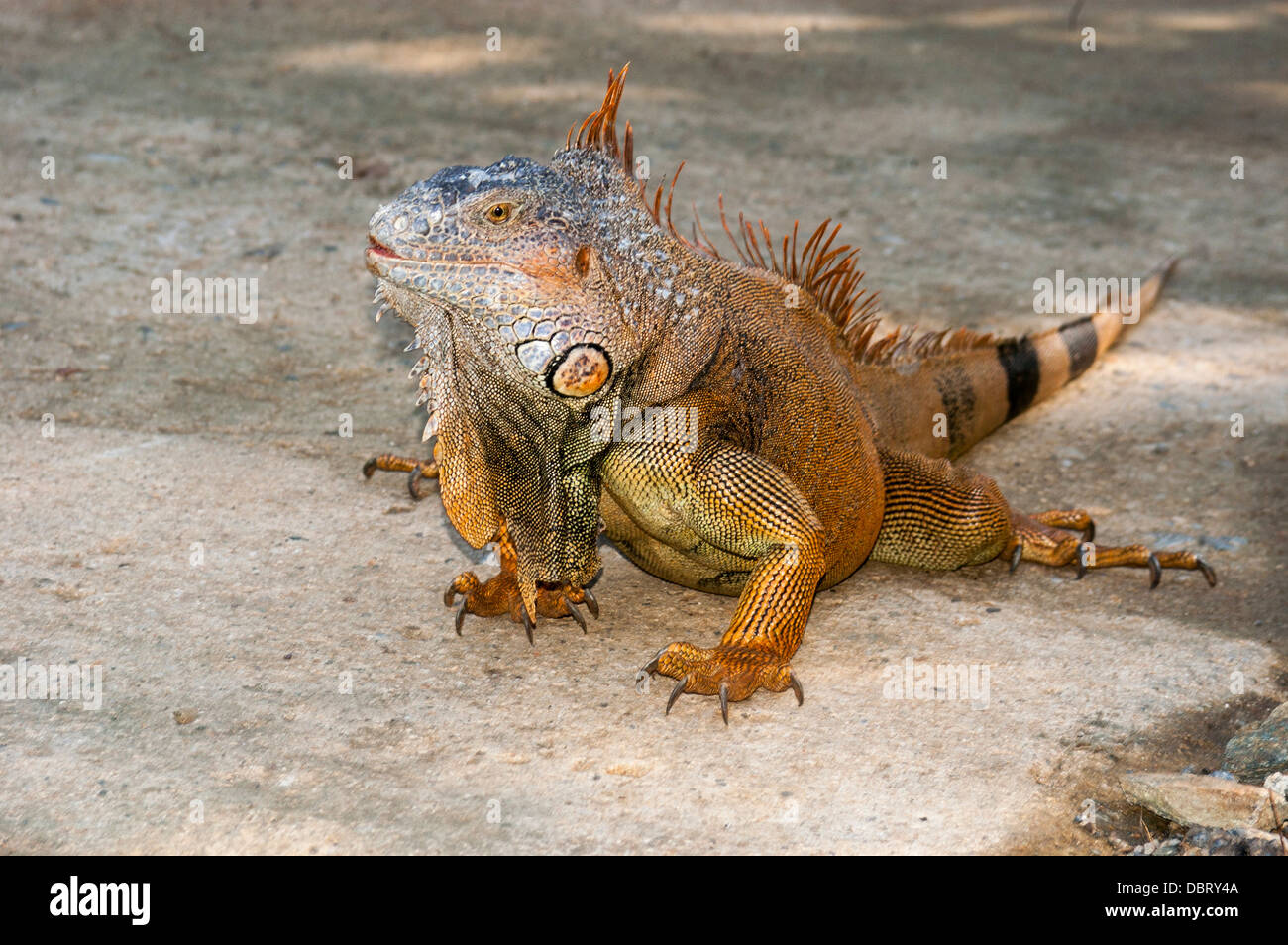 An iguana walks freely in the wild terrain of Roatan Honduras Stock Photo