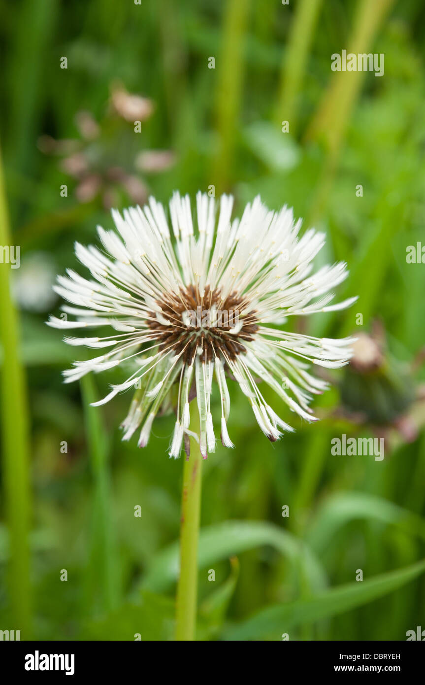 Dandelion seed head after light rain. Individual seed parachutes closed. Stock Photo