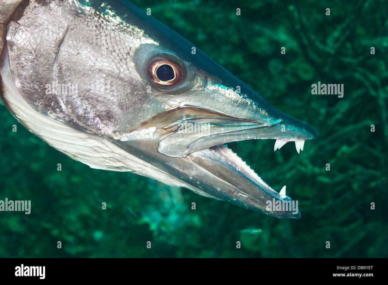 A hunting barracuda shows its long, sharp teeth just before grabbing a