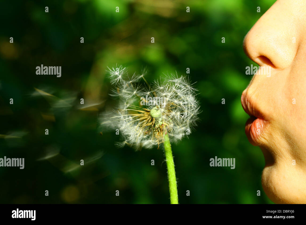 wish girl blow on dandelion flower Stock Photo Alamy