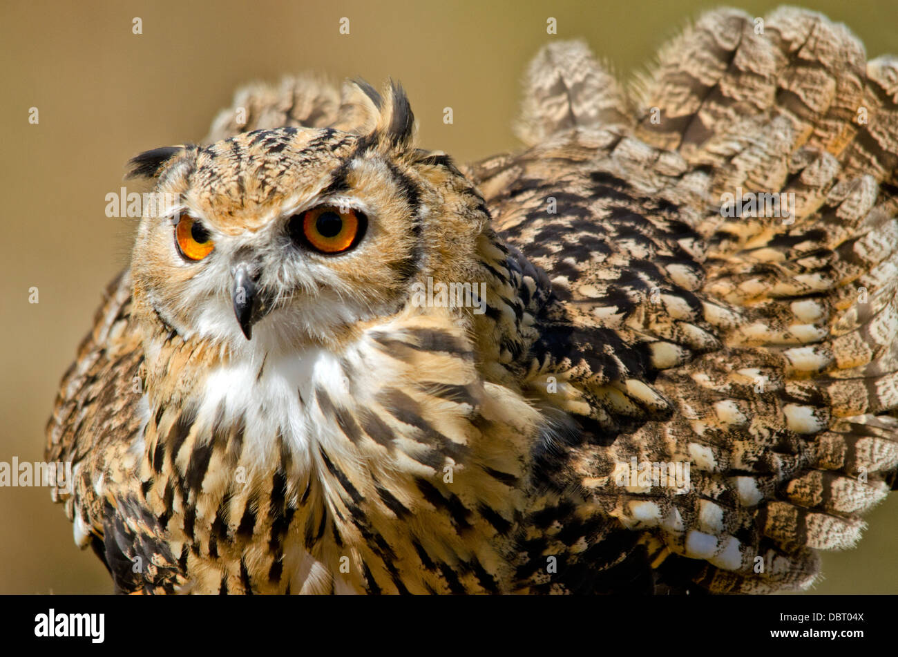 Bengal Eagle Owl Stock Photo