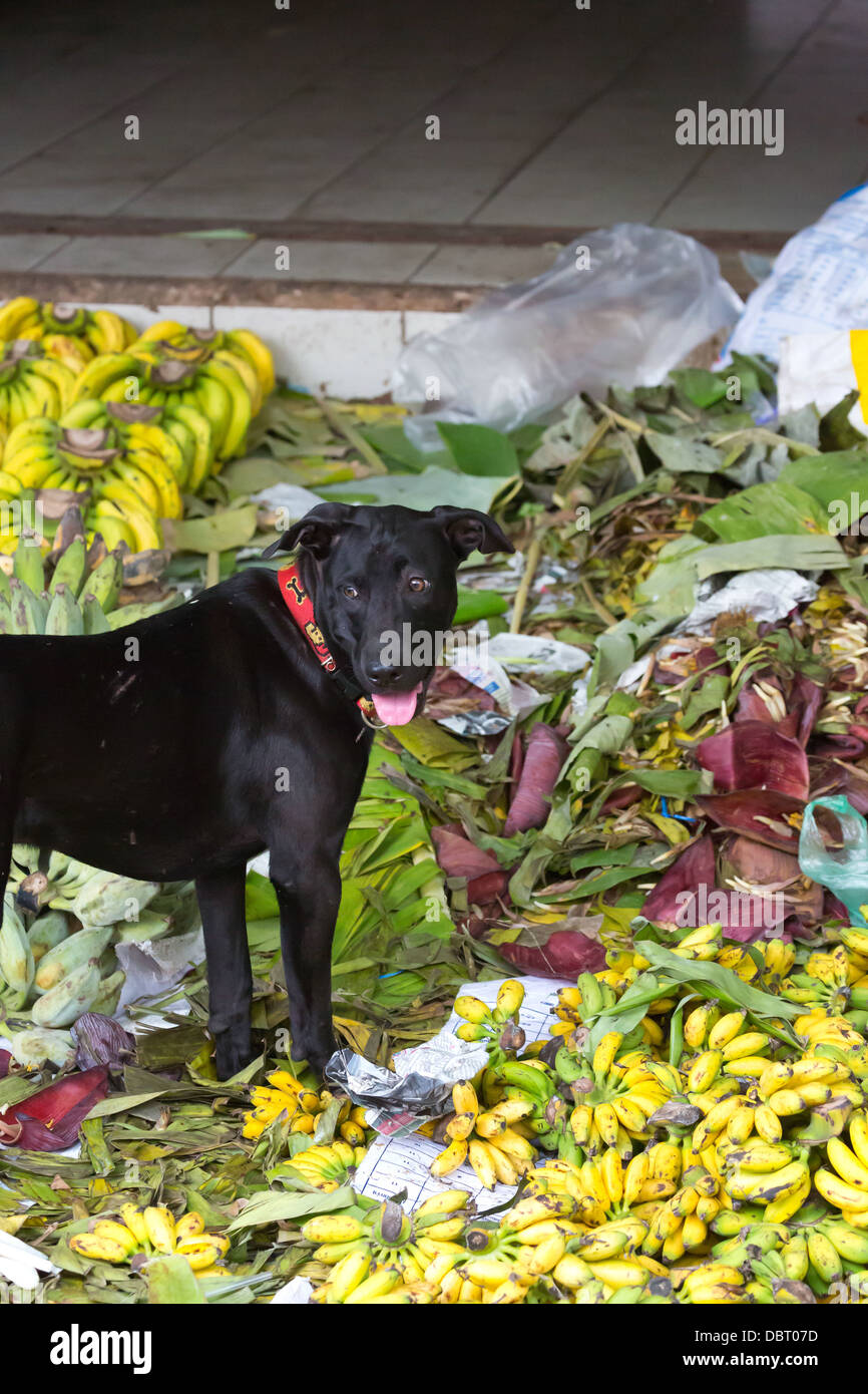 Dog on a Pile of Bananas in Bangkok, Thailand Stock Photo Alamy
