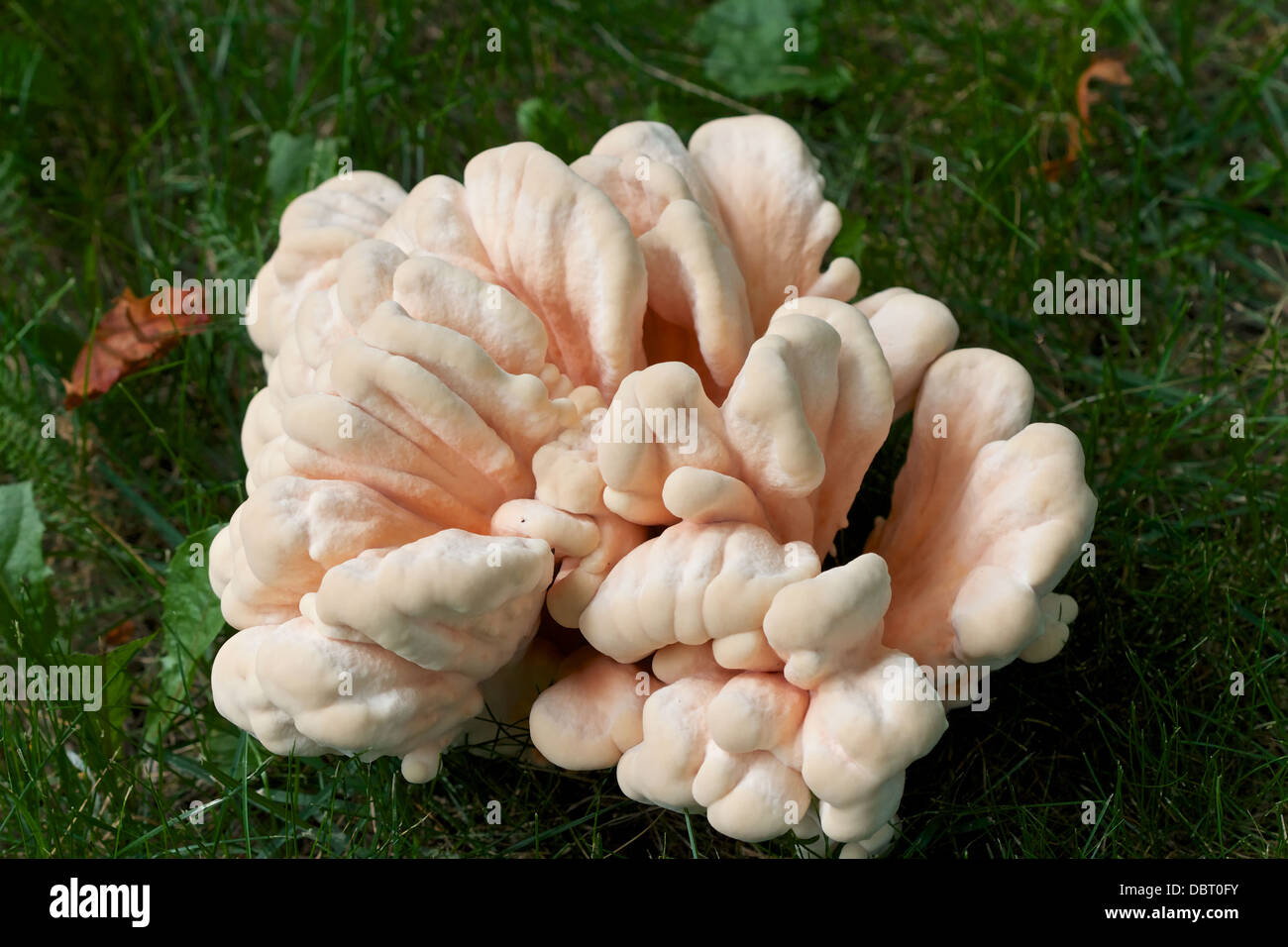 A chicken of the woods mushroom (Laetiporus cincinnatus Stock Photo Alamy