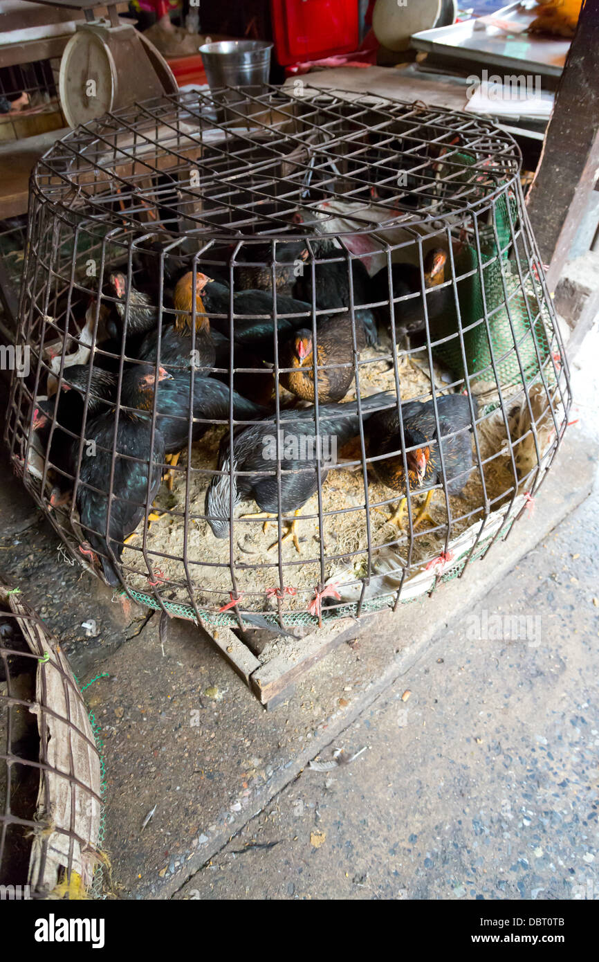 Living Chicken in a Cage on the Klong Toey Market in Bangkok, Thailand Stock Photo