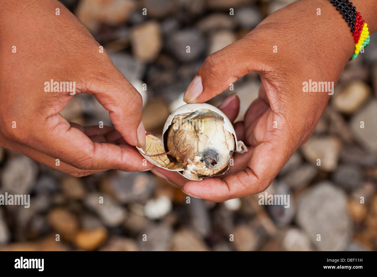 A Filipino opens a balut, or fertilized duck egg, before eating the unique Pinoy snack in Oriental Mindoro, Philippines. Stock Photo