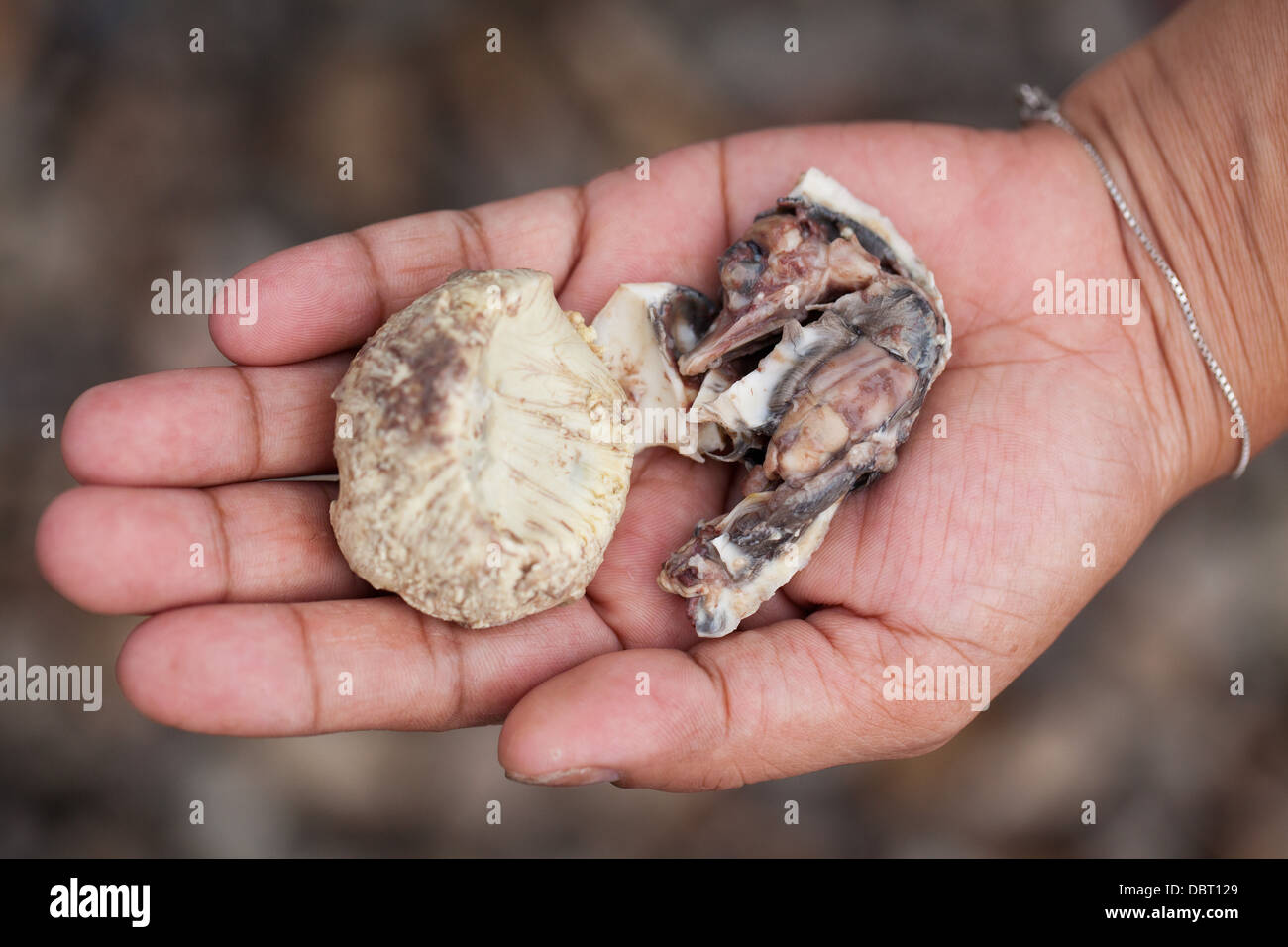A Filipino holds a shelled balut, or fertilized duck egg, exposing the embryo inside in Oriental Mindoro, Philippines. Stock Photo