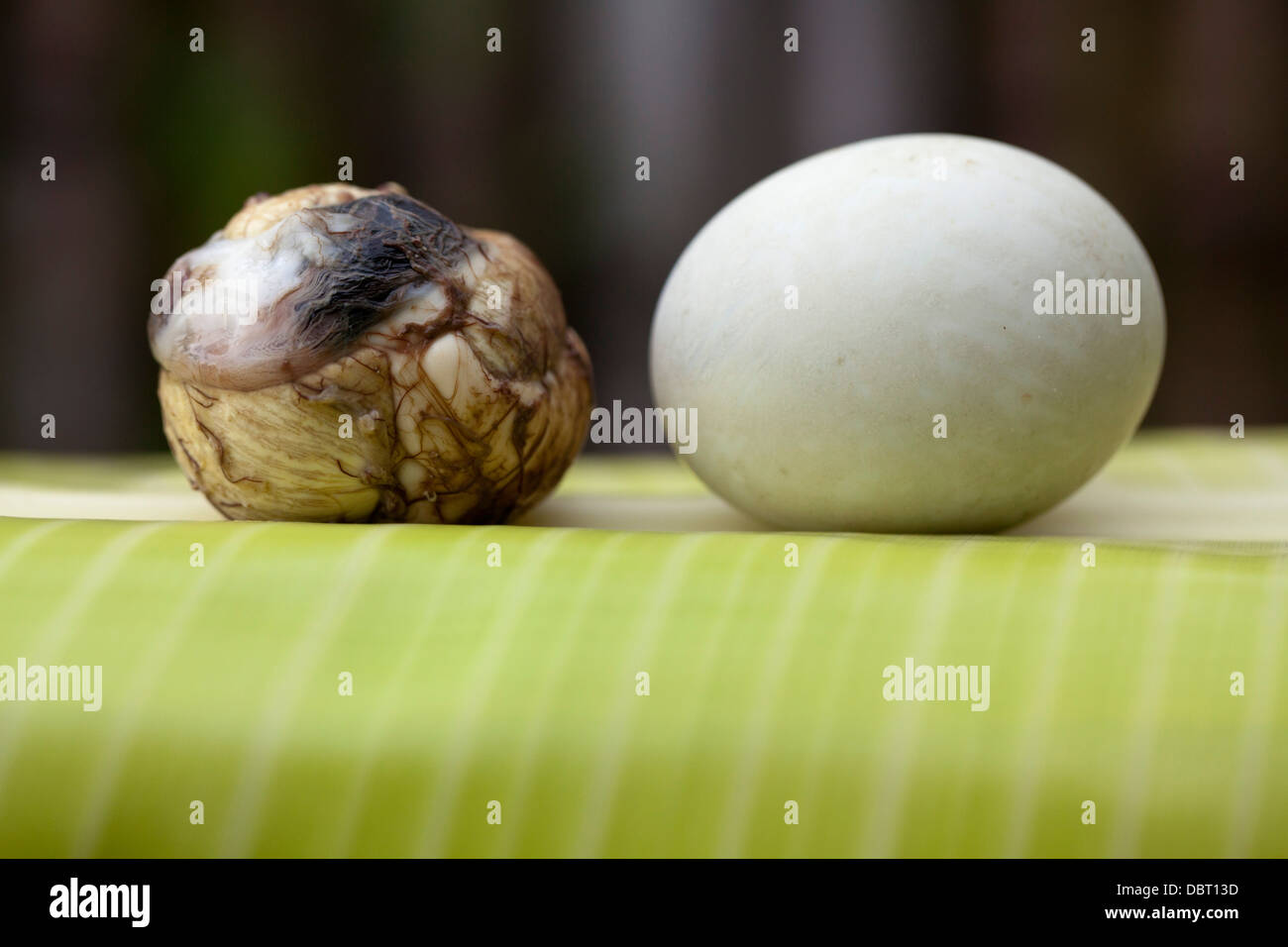 A fully shelled balut, or fertilized duck egg, pictured alongside a whole one in Oriental Mindoro, Philippines. Stock Photo