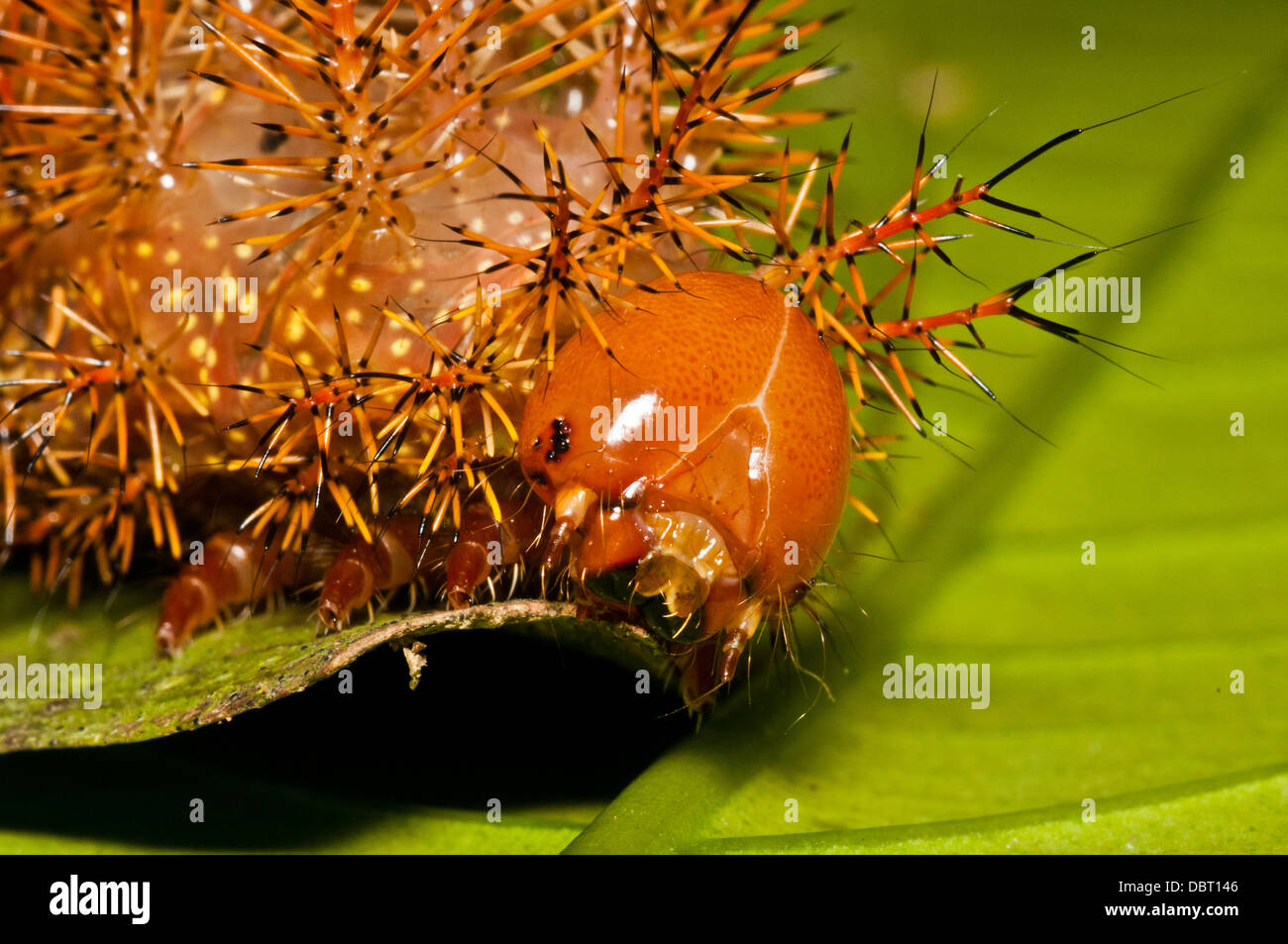 Punk caterpillar (Automeris egeus), a tropical rainforest caterpillar, Tambopata National Reserve, Peru, South America Stock Photo