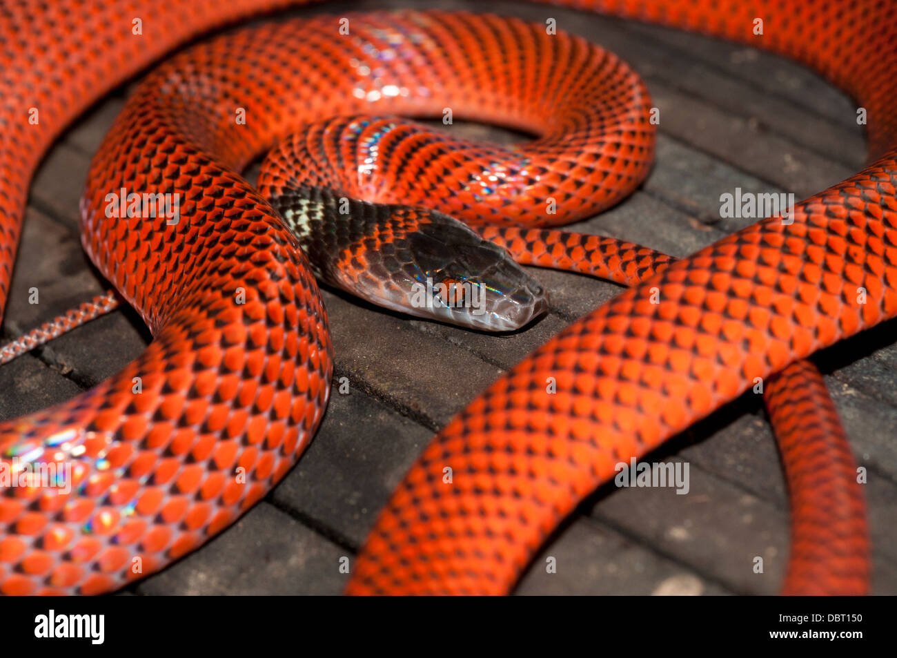 Black-headed calico snake (AKA Tschudi's false coral snake), Tambopata National Reserve, Peru Stock Photo