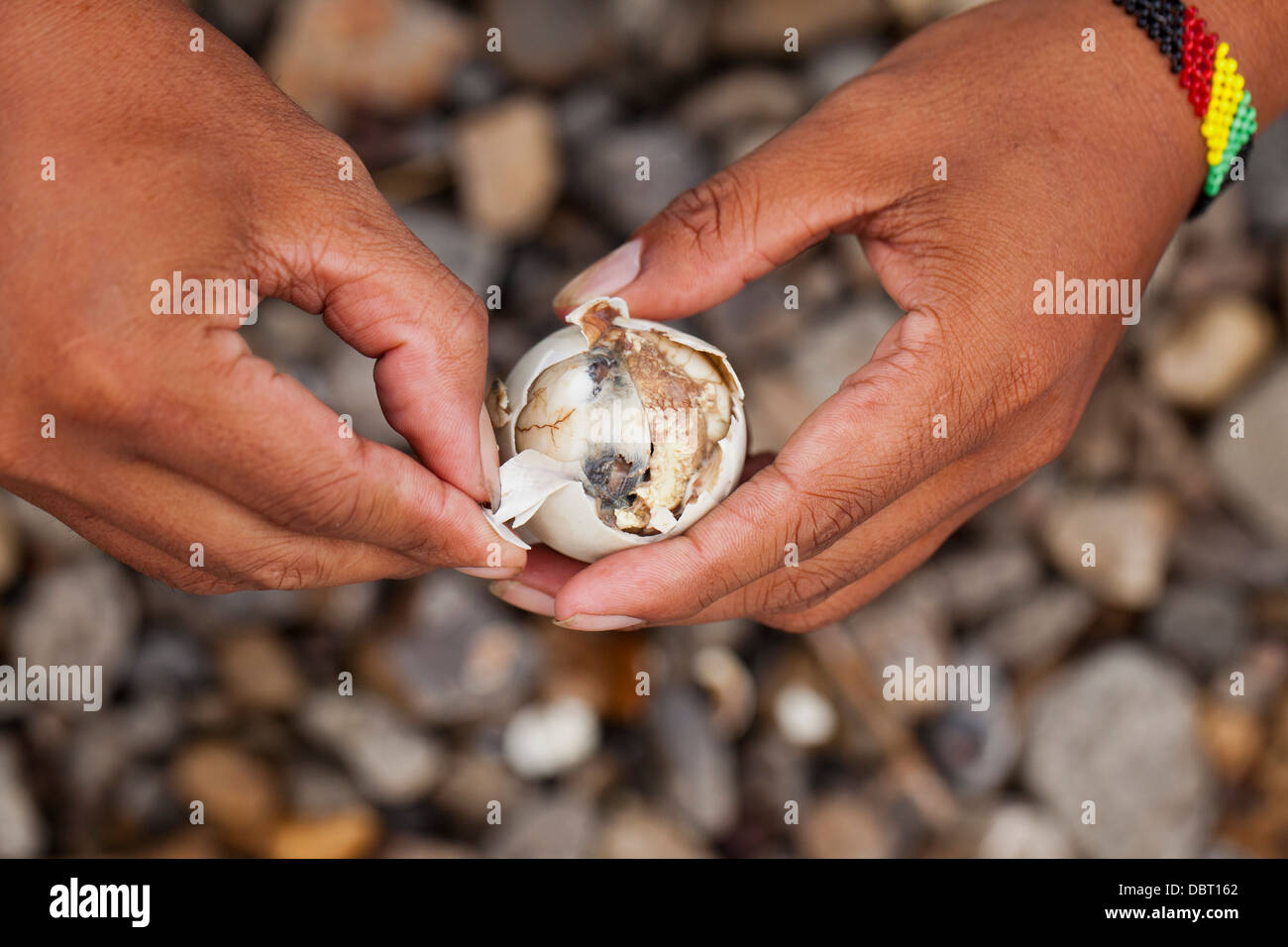 A Filipino opens a balut, or fertilized duck egg, before eating the unique Pinoy snack in Oriental Mindoro, Philippines. Stock Photo