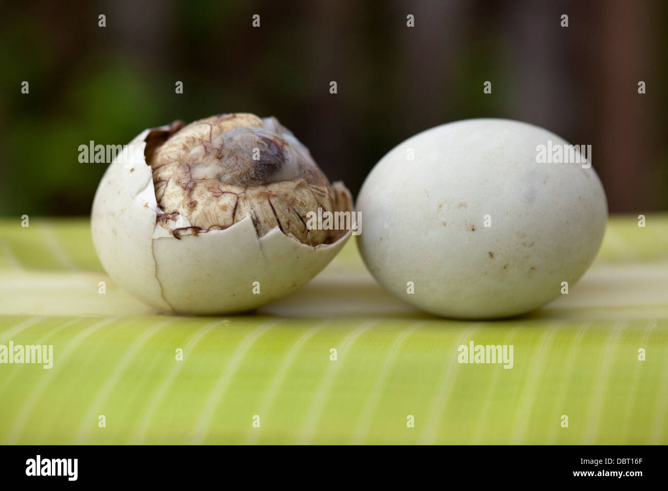 A partially open balut, or fertilized duck egg, pictured alongside a whole one in Oriental Mindoro, Philippines. Stock Photo