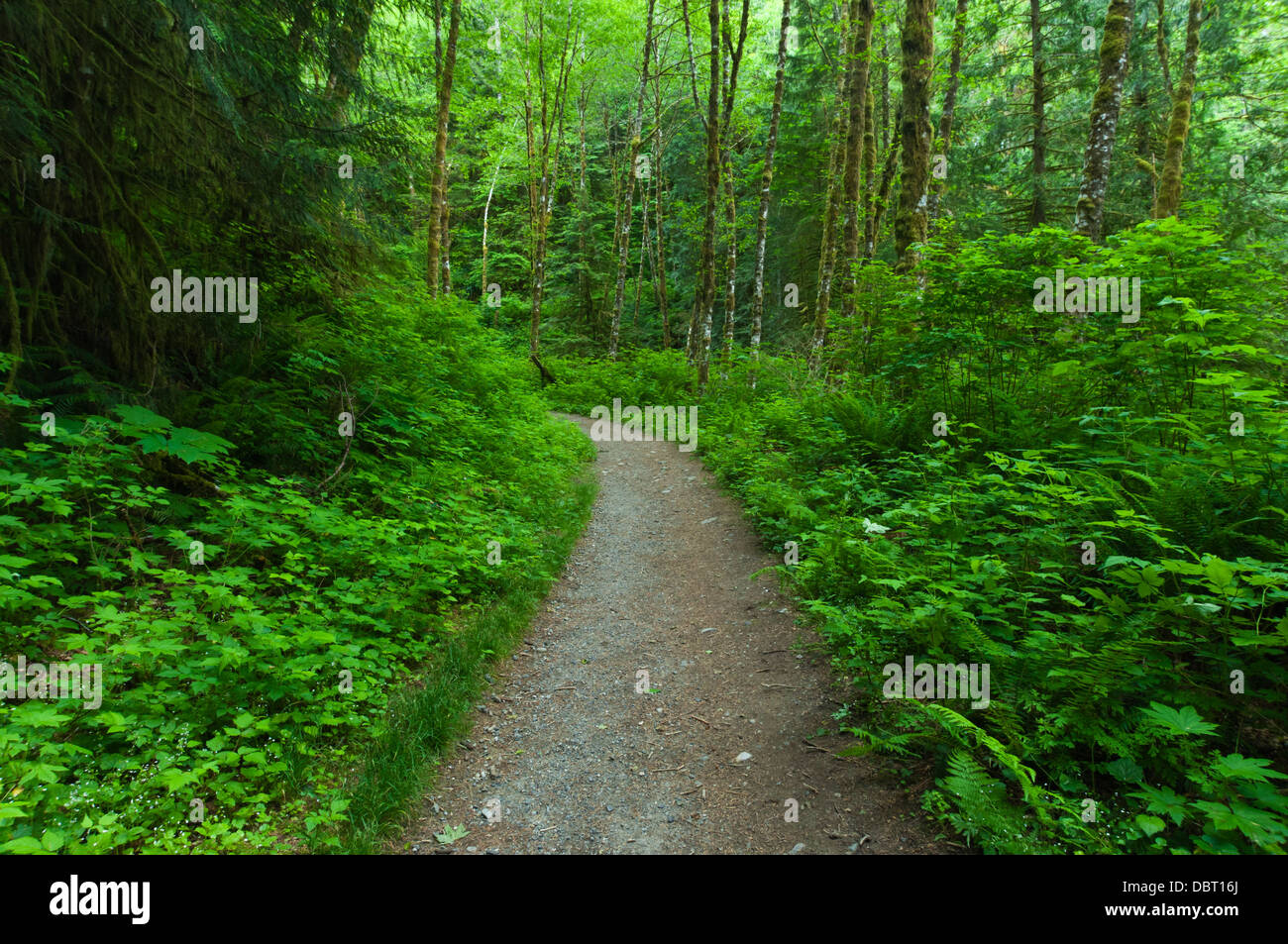 Boulder River Trail, Mount Baker-Snoqualmie National Forest, Washington, USA Stock Photo