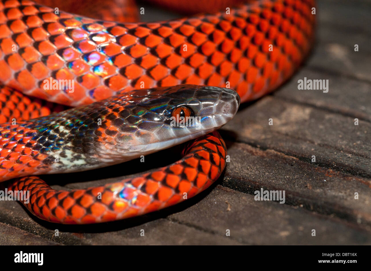 Black-headed calico snake (AKA Tschudi's false coral snake), Tambopata National Reserve, Peru Stock Photo