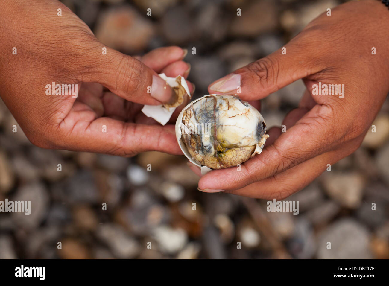 A Filipino opens a balut, or fertilized duck egg, before eating the unique Pinoy snack in Oriental Mindoro, Philippines. Stock Photo