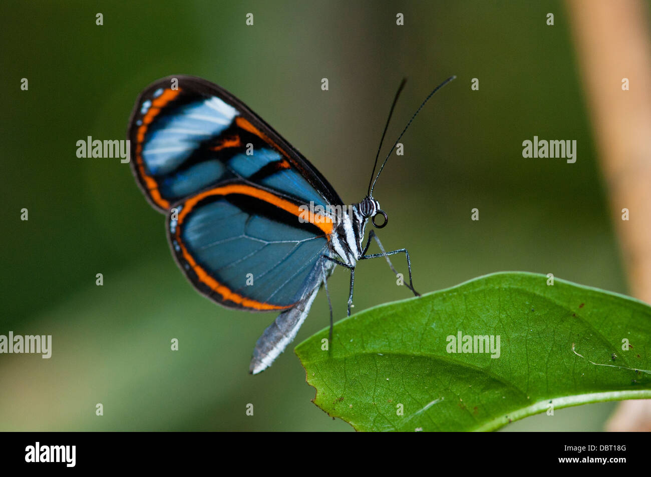 Lavinia glasswing butterfly (Hypoleria lavinia) in the Tambopata National Reserve Peru Stock Photo