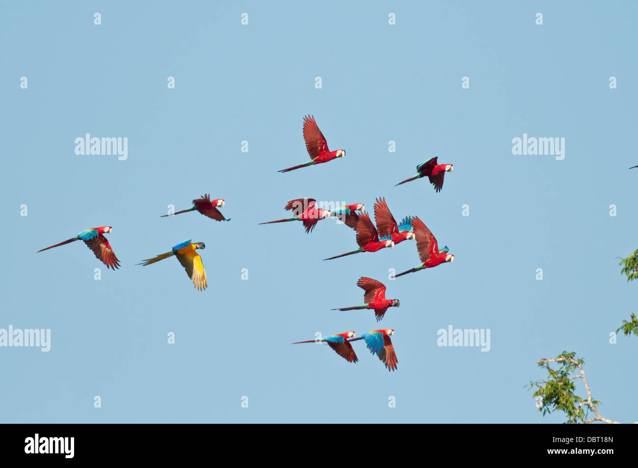 Red-and-green macaws (and one blue-and-yellow macaw) in flight in Tambopata National Reserve Peru Stock Photo