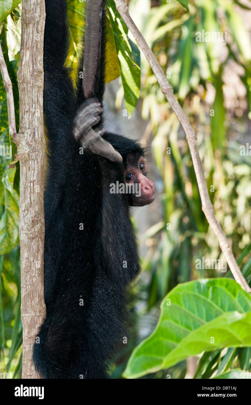 Peruvian spider monkey (Ateles chamek) near Puerto Maldonaldo Peru Stock Photo