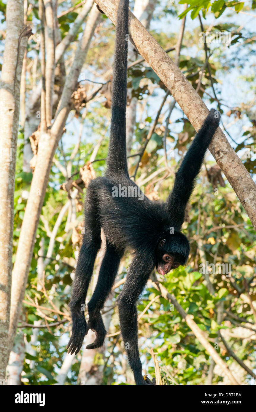 Peruvian spider monkey (Ateles chamek) near Puerto Maldonaldo Peru Stock Photo