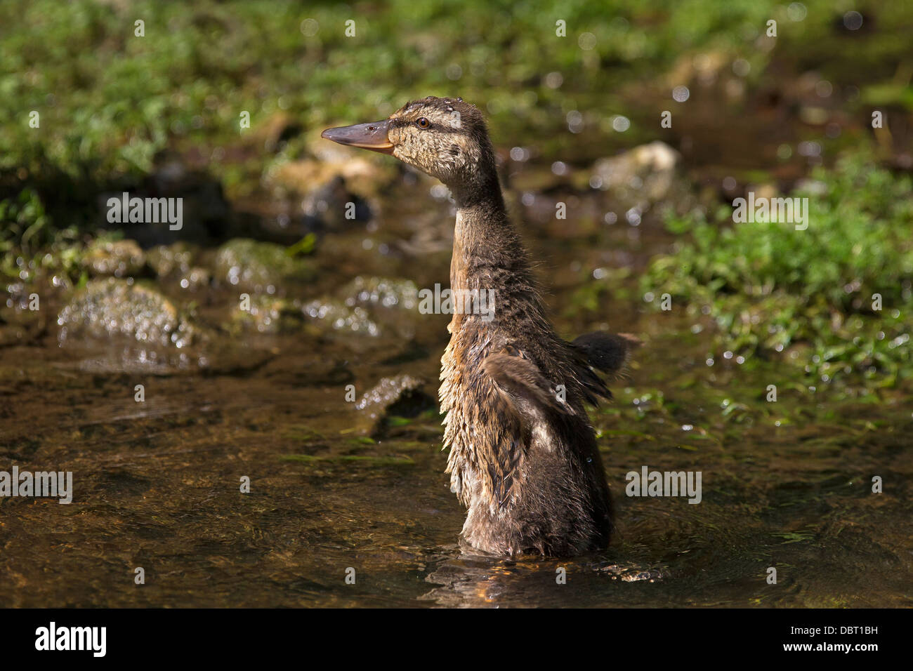Duckling, stretching Stock Photo