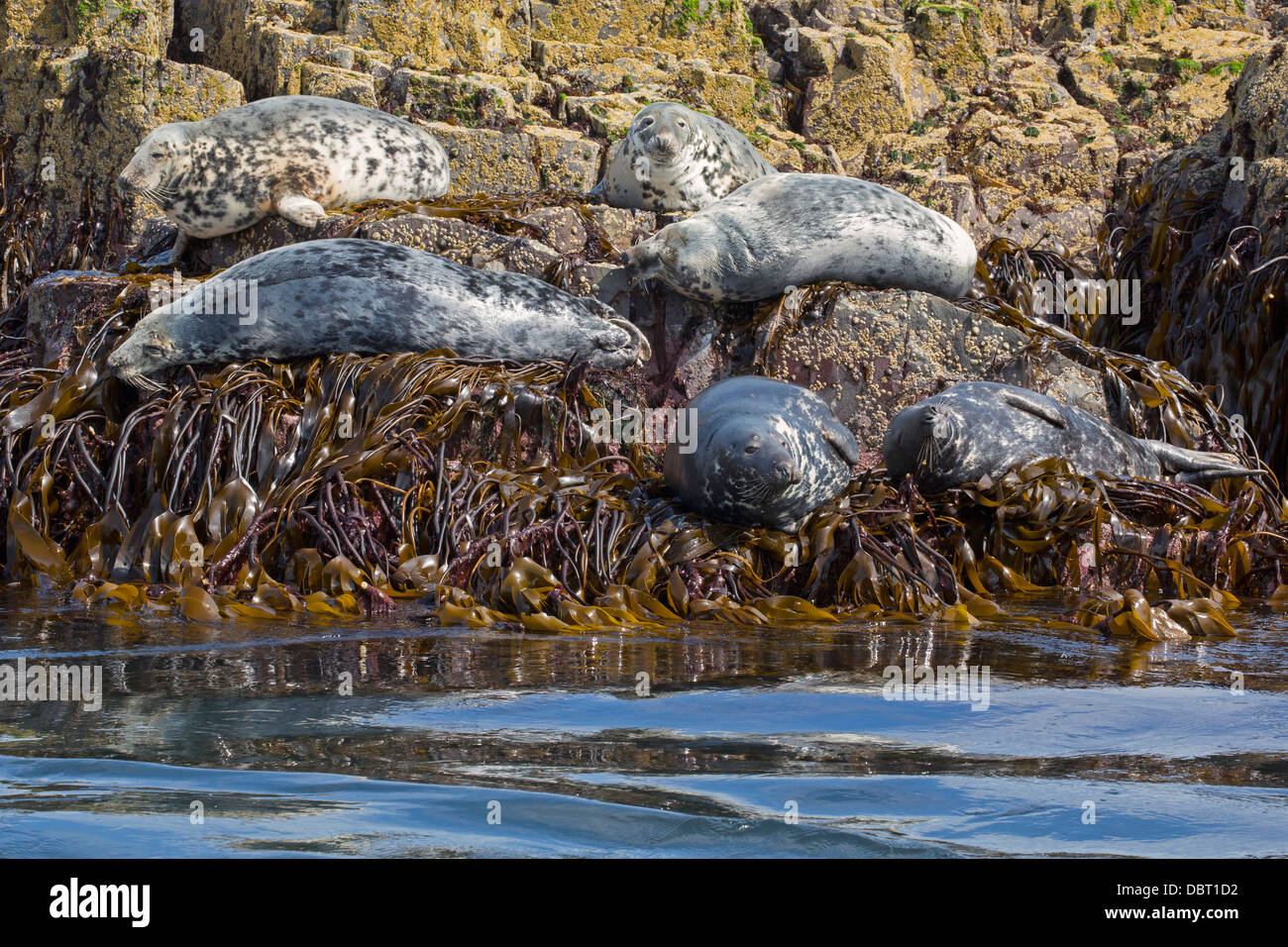Red Rocks Seals Grey Seals on rocks Stock Photo - Alamy