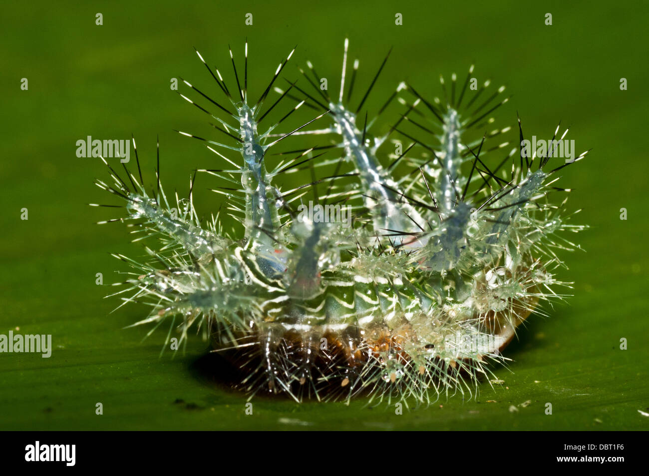 Unidentified stinging caterpillar in Tambopata National Reserve, Peru Stock Photo
