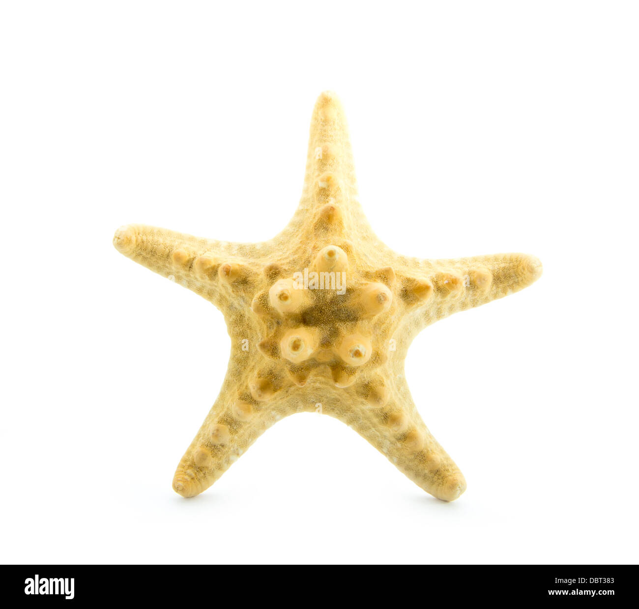 star fish isolated on white background Stock Photo