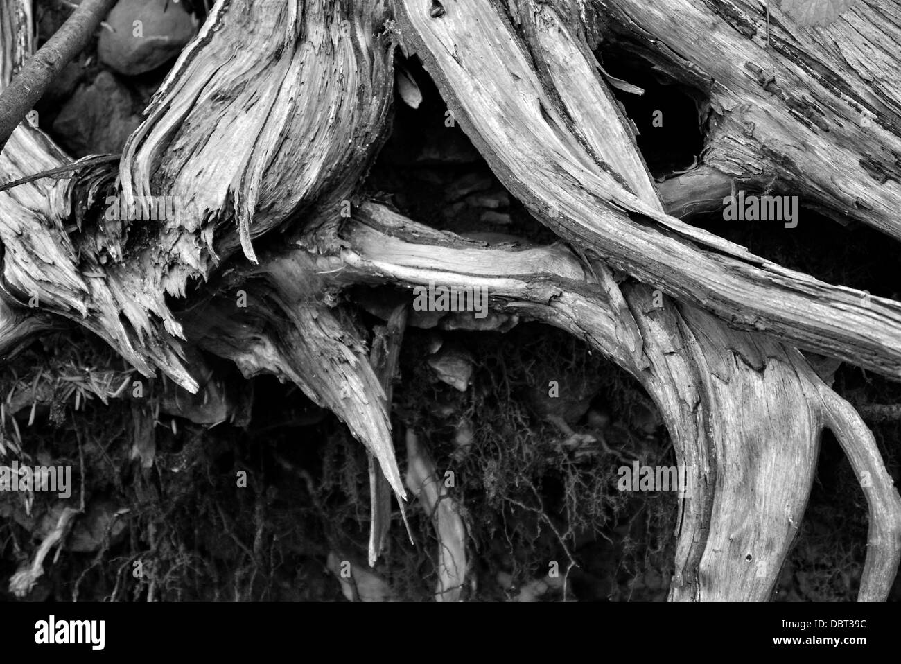 Fir tree roots hires stock photography and images Alamy
