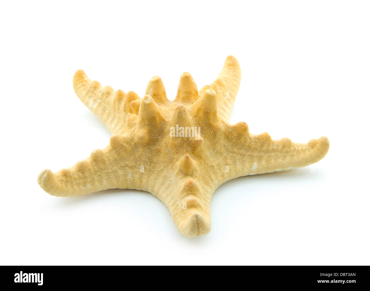 star fish isolated on white background Stock Photo