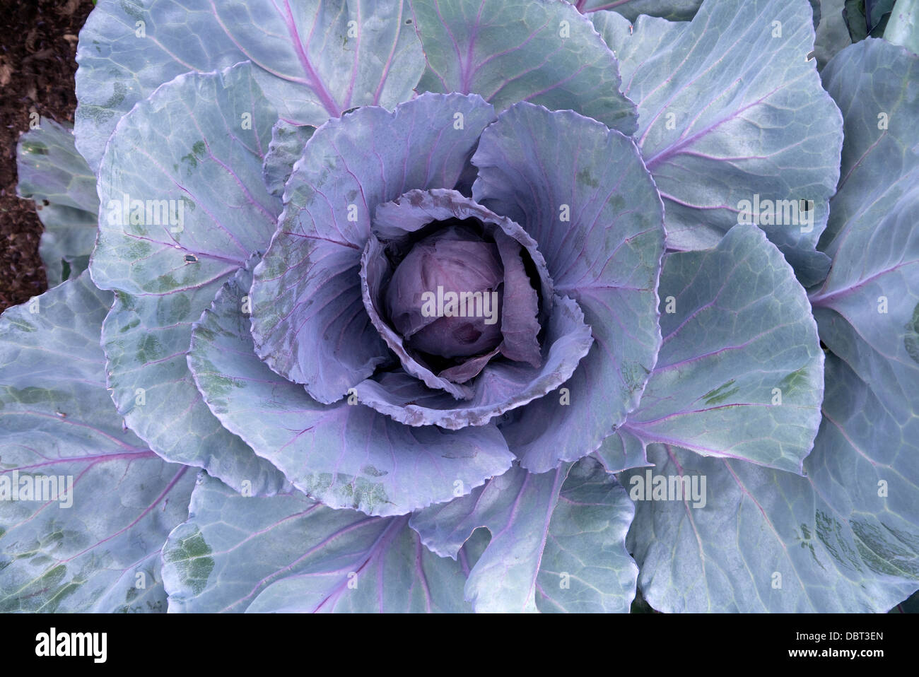 Purble cabbage growing in kitchen garden Stock Photo