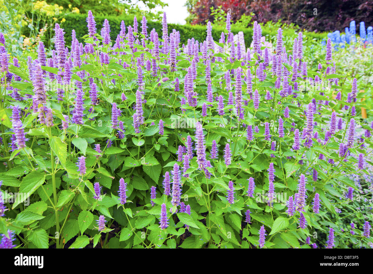 Agastache 'Blue Fortune' (Blue Fortune Anise Hyssop) in a garden. Stock Photo
