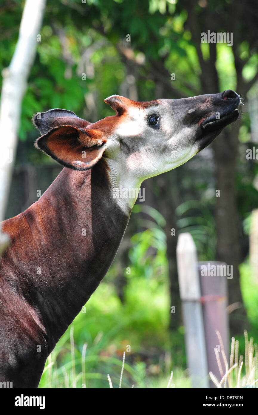 Okapi Okapia johnstoni Stock Photo - Alamy