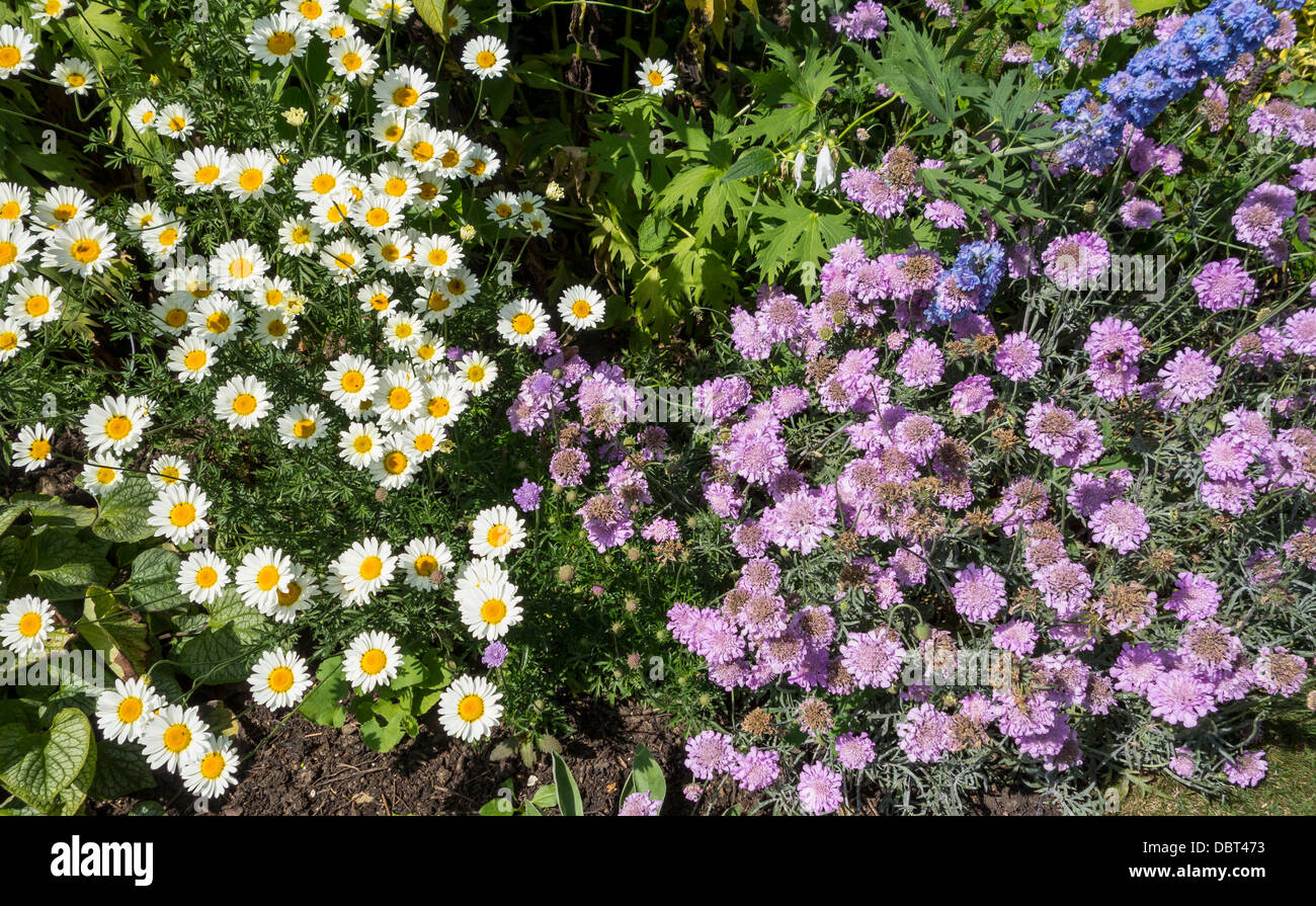 Pyrethrum and Scabious Cottage Garden Flowers Stock Photo
