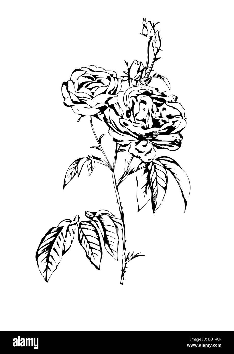 A flower illustration Stock Photo Alamy