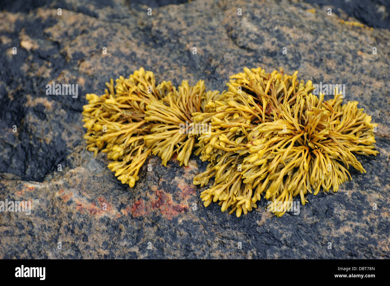 yellow alga on rock Stock Photo