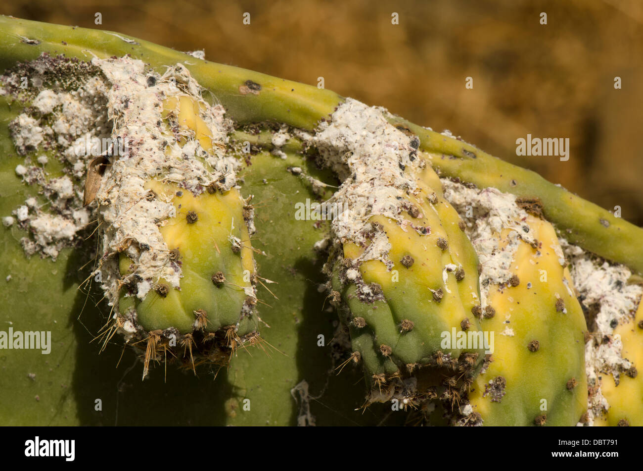 Mealybug (Dactylopius coccus) on prickly pear, (Opuntia ficus-indica) Andalusia, Spain. Stock Photo