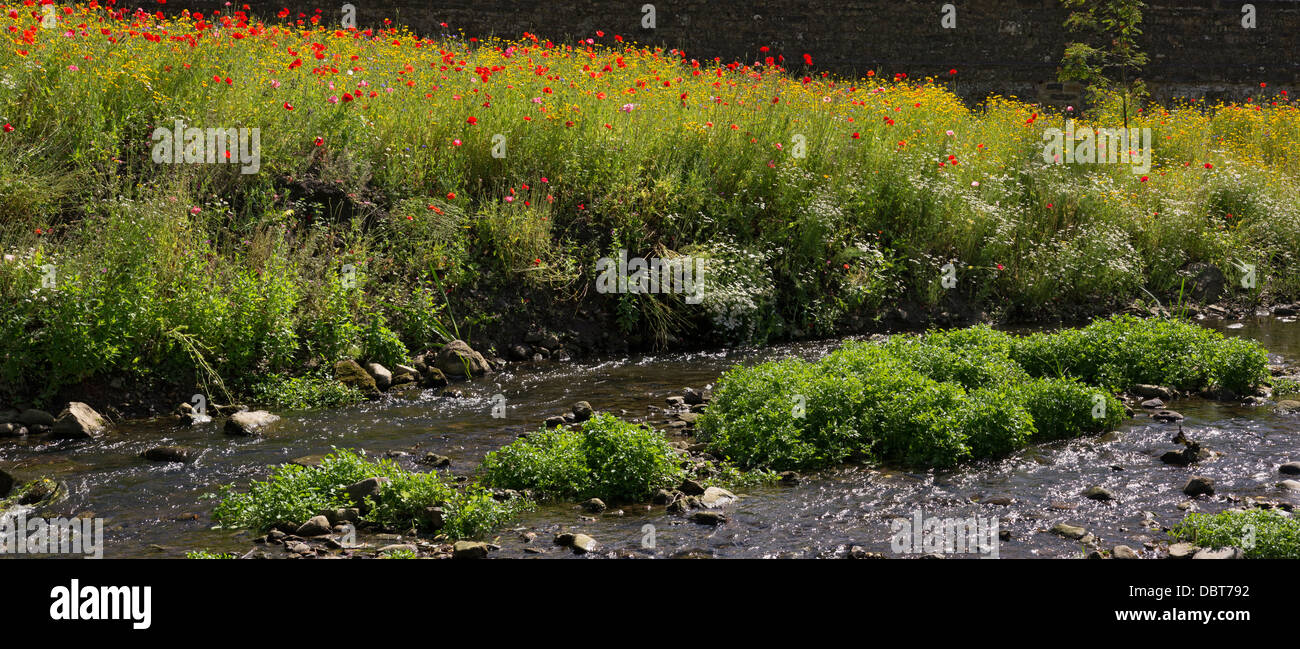 Wild flowers river bank hires stock photography and images Alamy